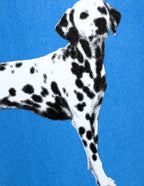 Dalmations