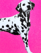 Dalmations