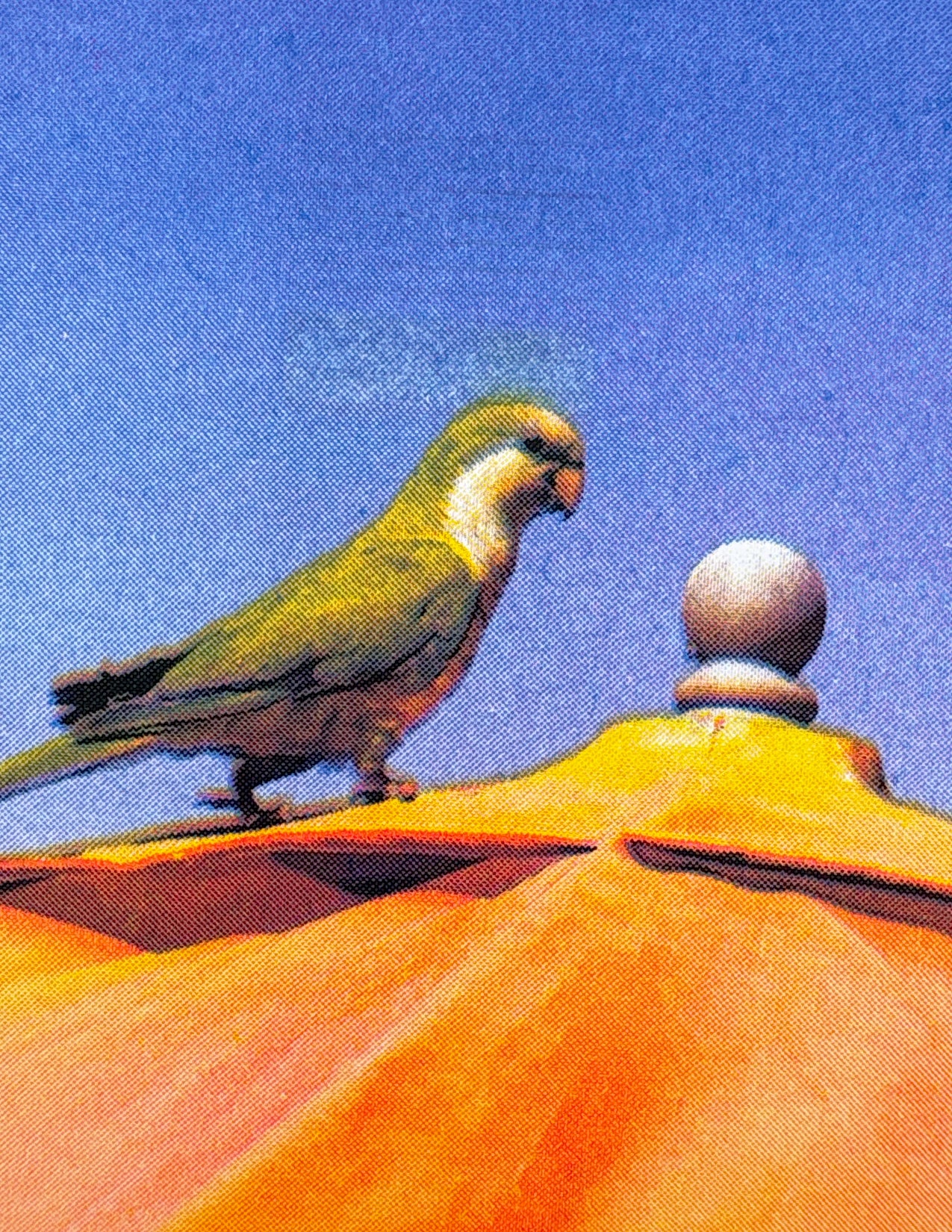 Parakeet